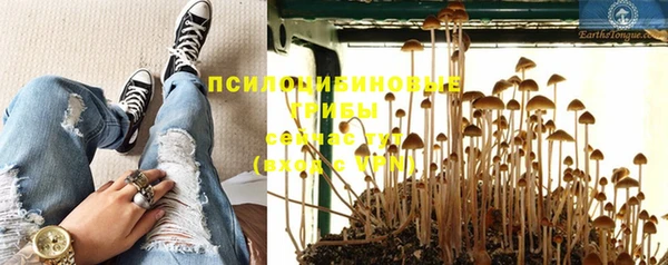 стаф Богданович