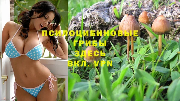 стаф Богданович