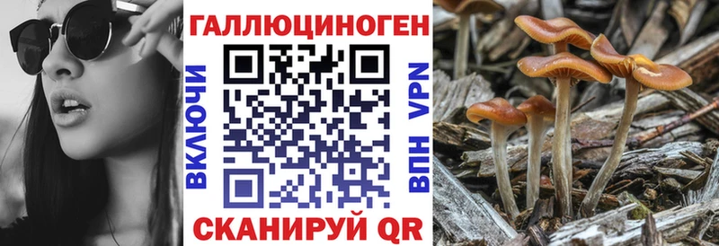 Купить закладки  Боровичи  Псилоцибиновые грибы мицелий 